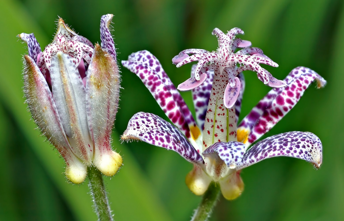 Tricyrtis hirta