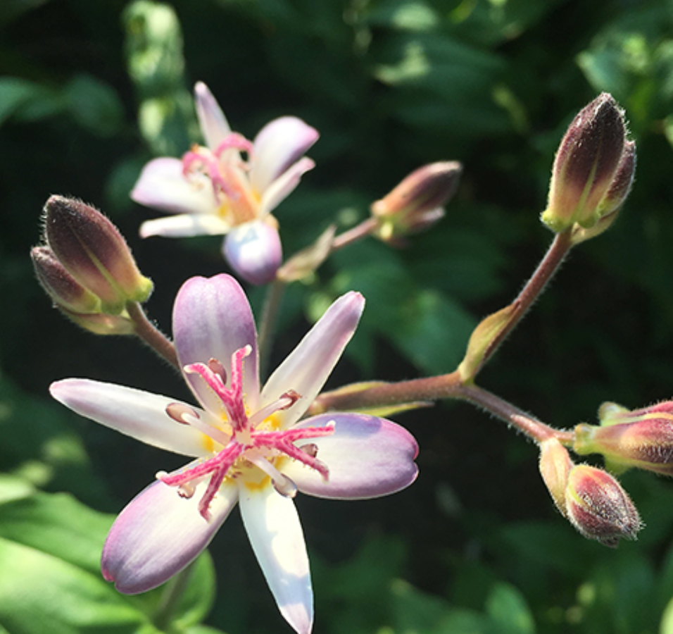 Tricytris hirta 'Tojan'