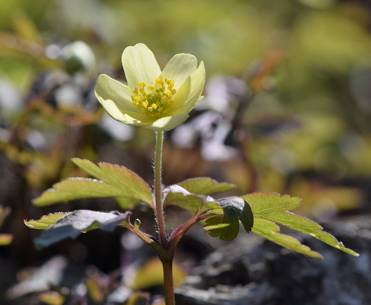 Anemone x seemanii syn.* A x lipsiensis