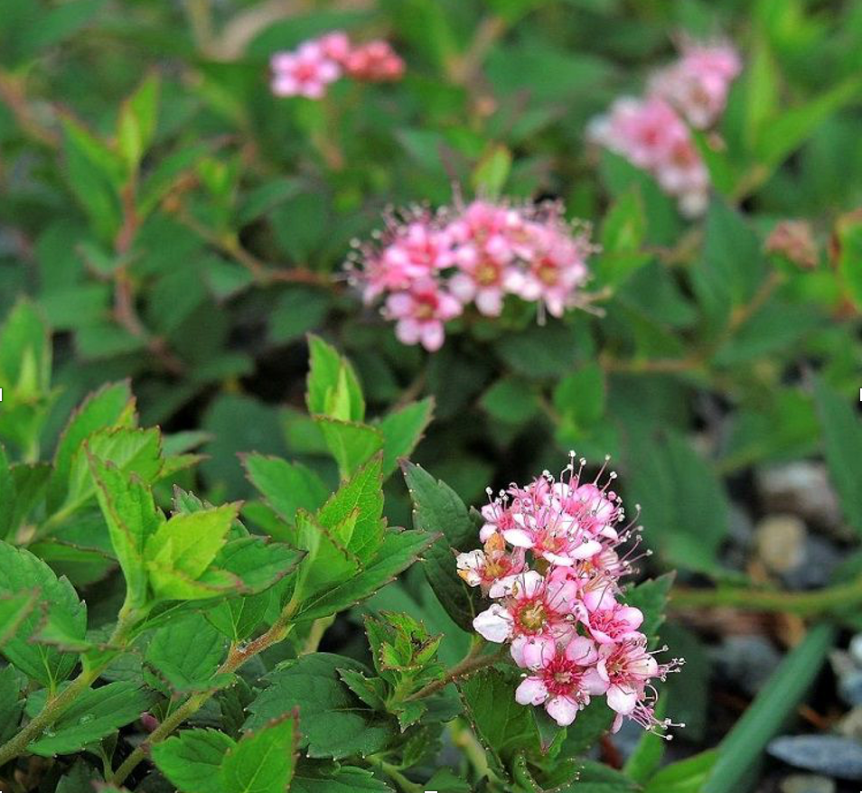 Spiraea bumalda 'Nyewoods'