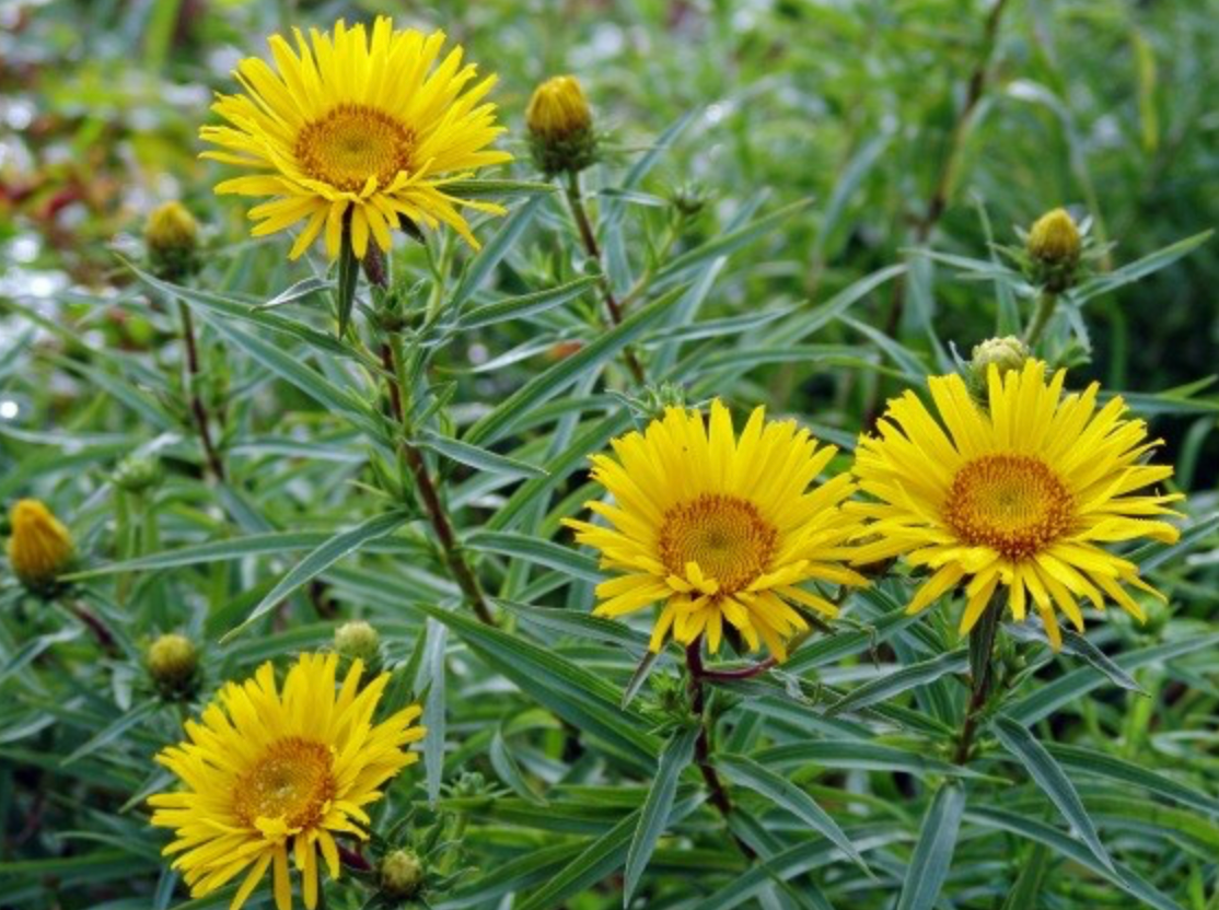 Inula ensifolia