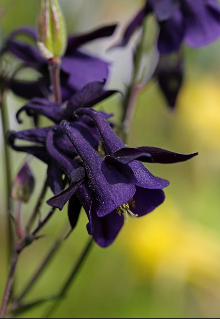 Aquilegia yabeana