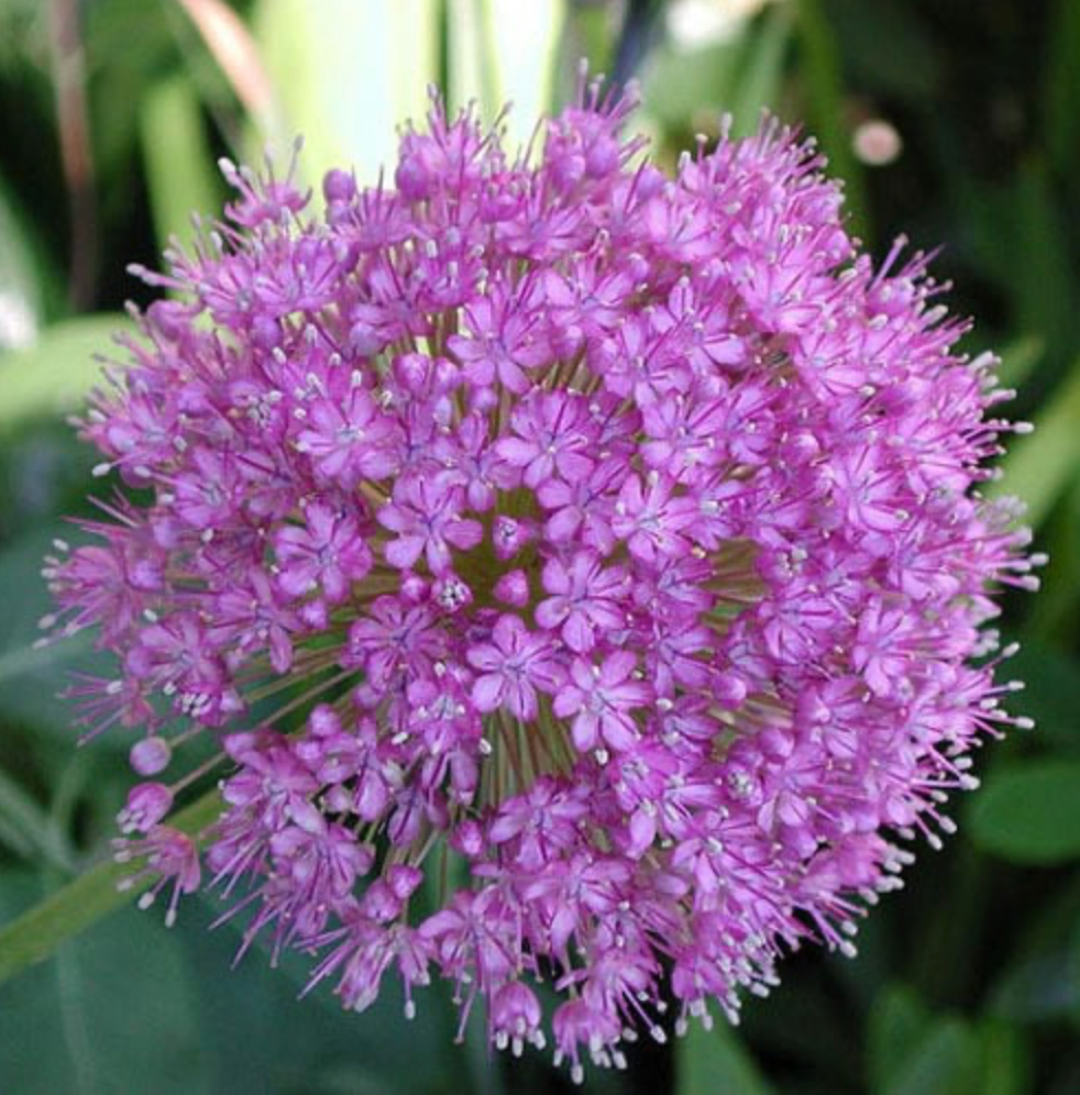 Allium rosenbachianum