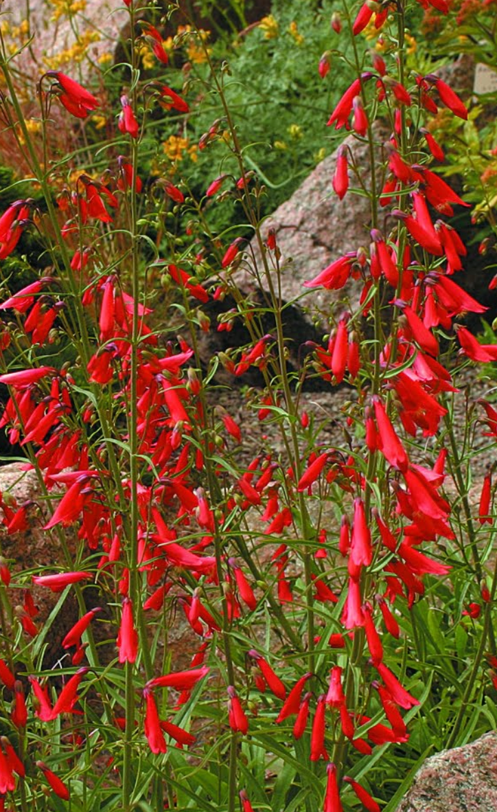Penstemon cardinalis regalis