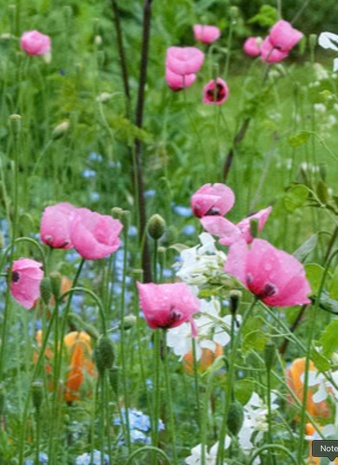 Papaver dubium lecoqii 'Albiflorum'
