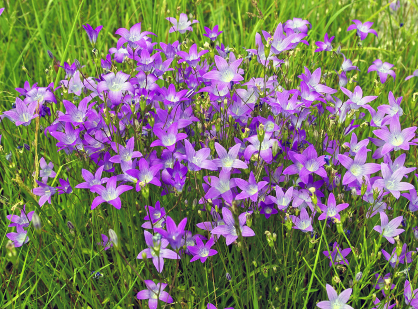 Campanula patula