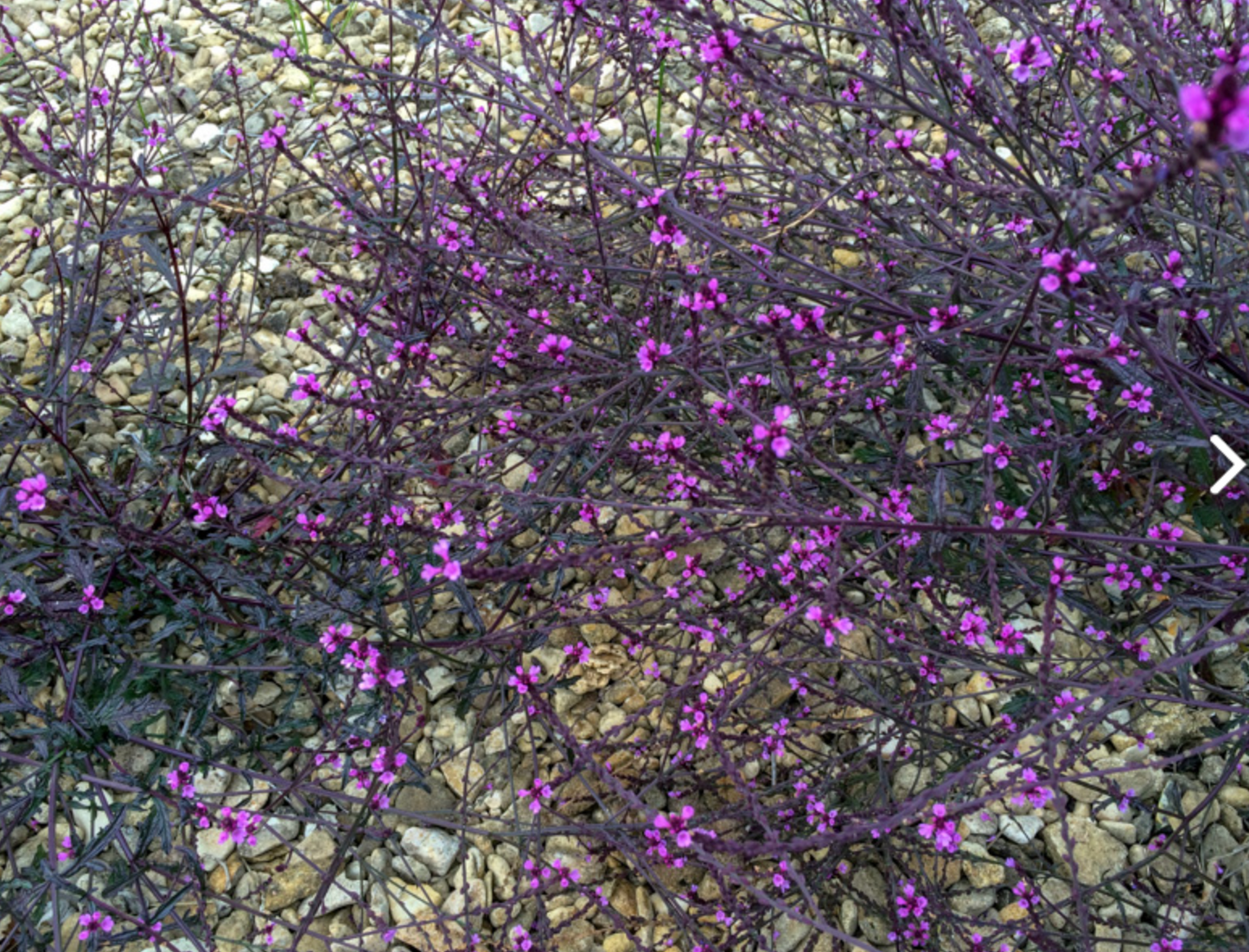 Verbena officinalis 'Bampton'