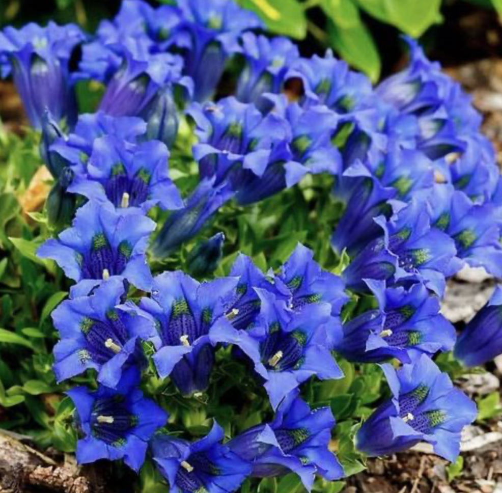 Gentiana paradoxa hybrid, 'Blue Herald'