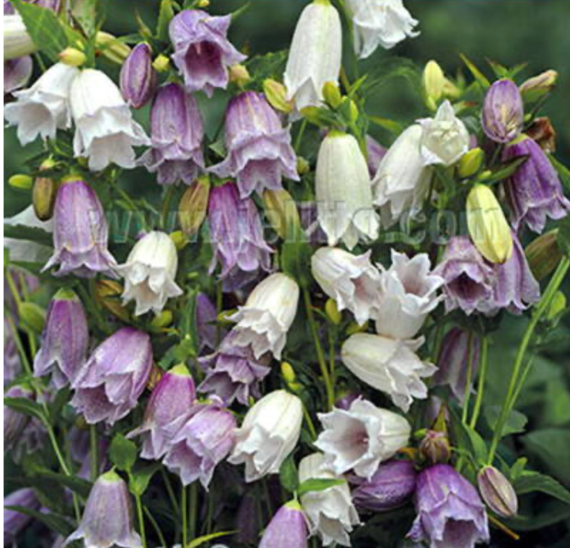 Campanula takesimana 'Flore pleno' Mix