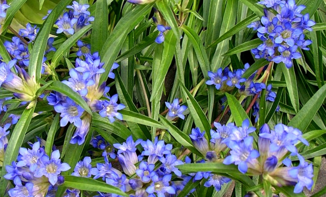 Gentiana dahurica var. gracileps