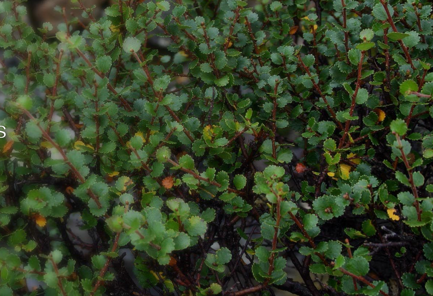 Betula nana Glengarry Form