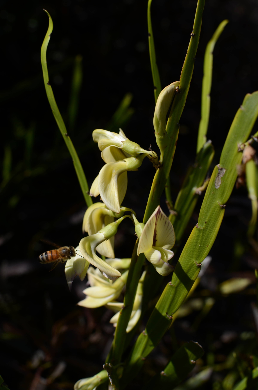 Carmichaelia williamsonii