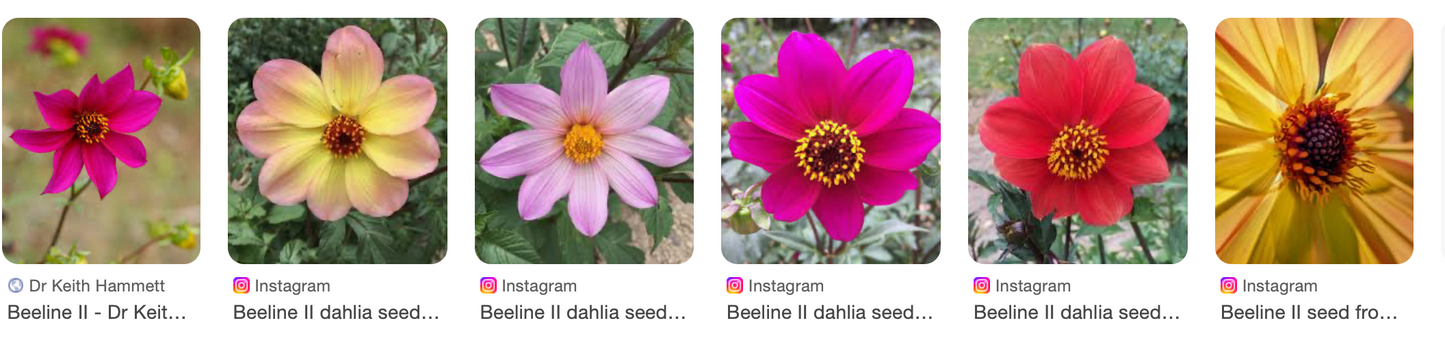 Dahlia variabilis x D. sherffii 'Beeline II'
