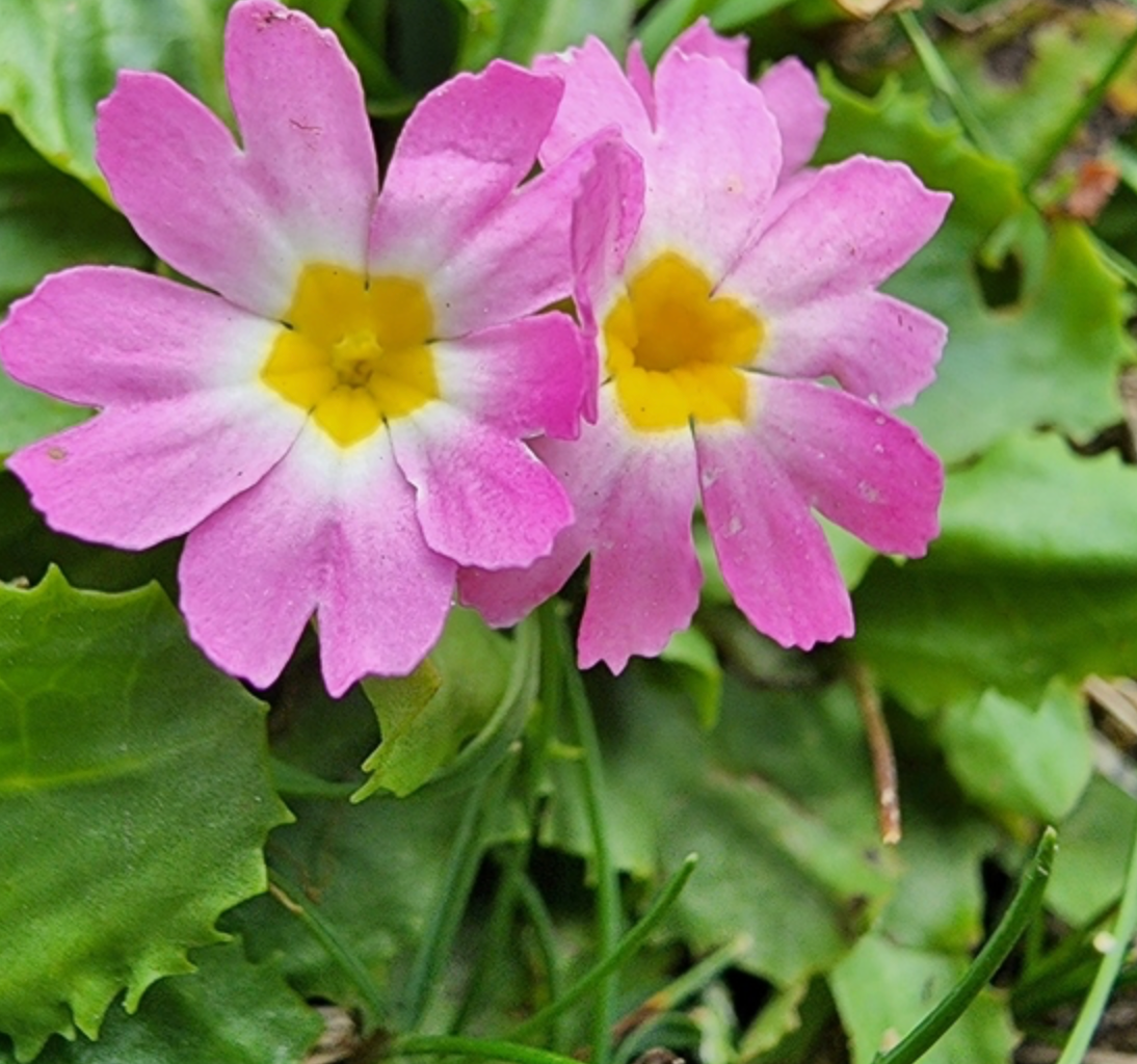 Primula warshenewskyana