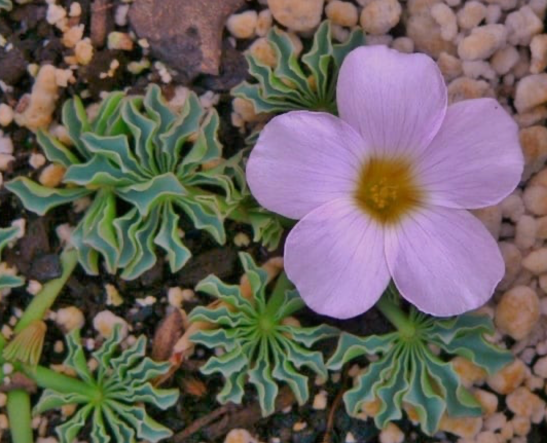 Oxalis flava pink