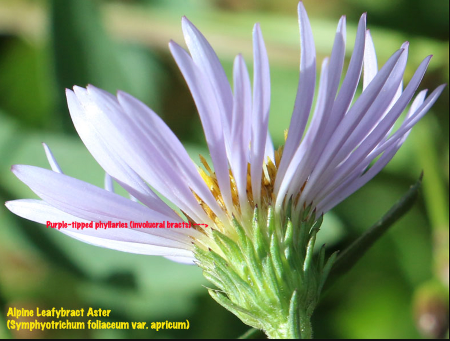 Aster alpinus