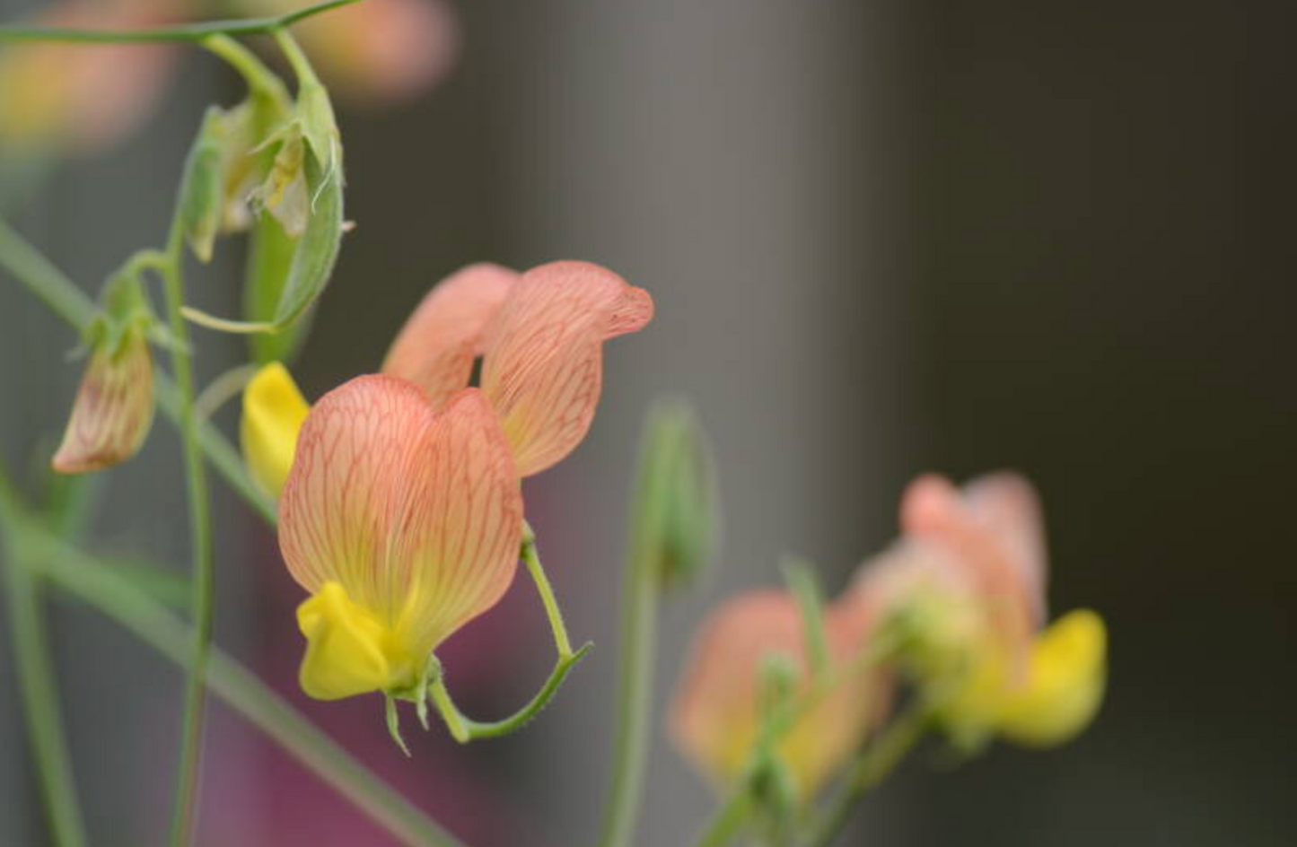 Lathyrus belinensis seed