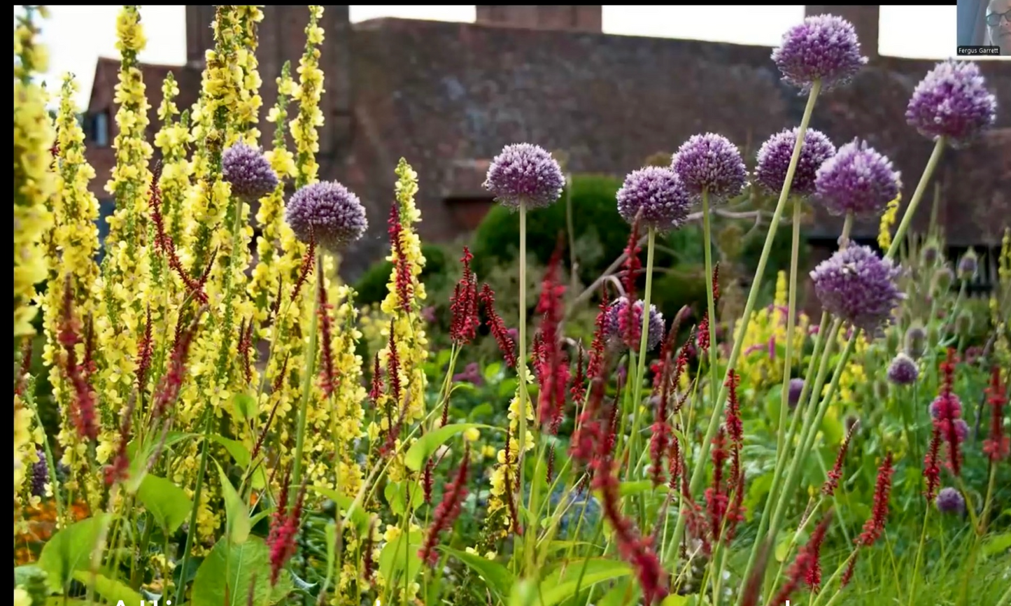 Allium giganteum actually Allium ampeloprasum var ampeloprasum