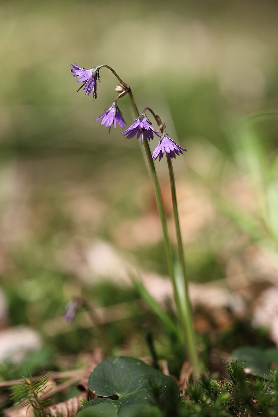 Soldanella montana