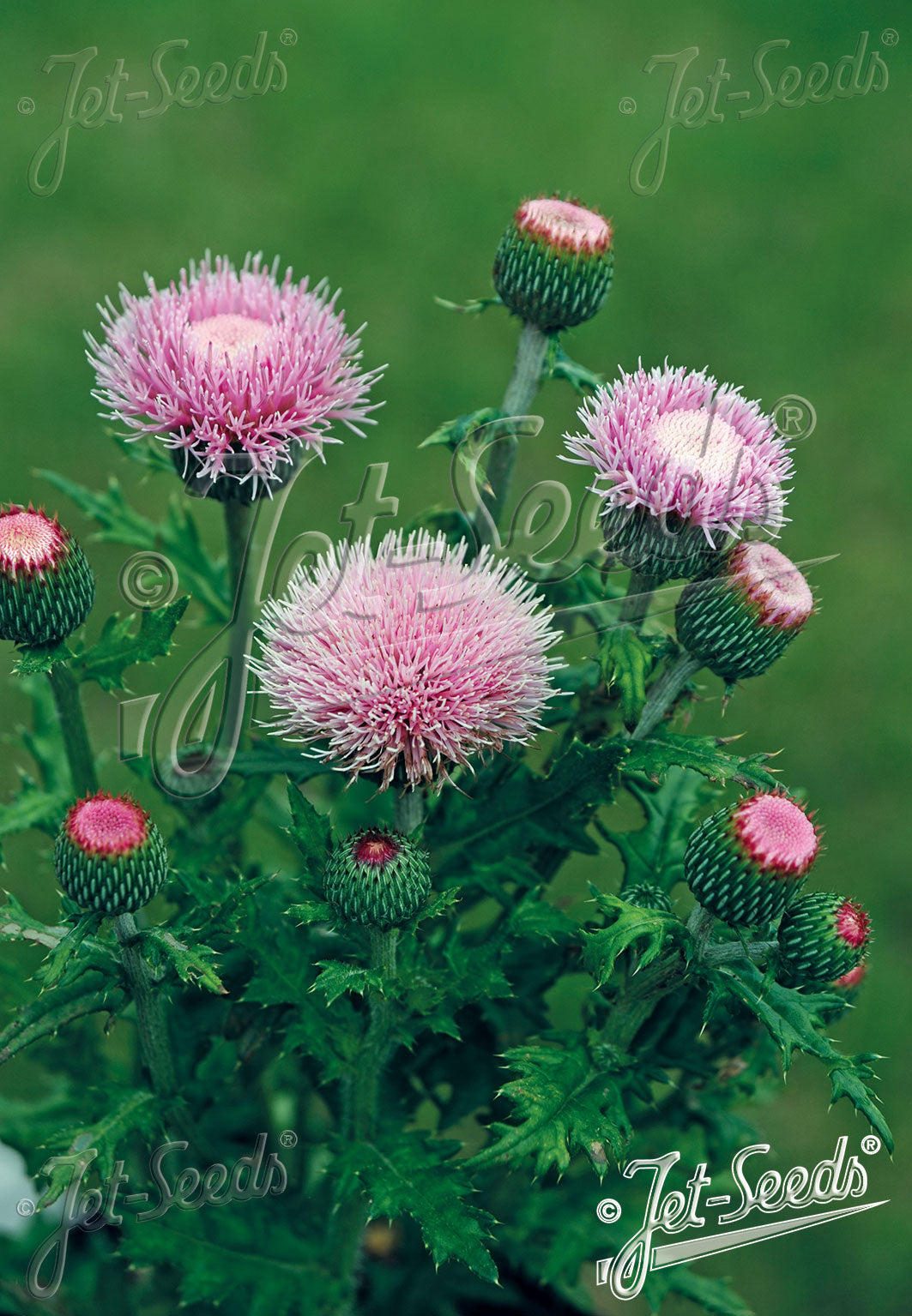 Cirsium japonicum 'Pink Beauty'