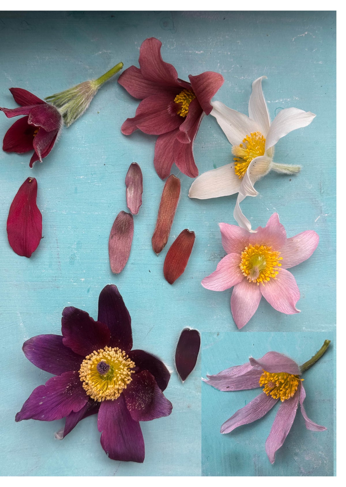 Pulsatilla 'Pink Denim'
