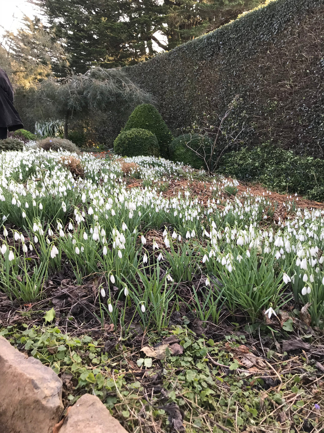 Snowdrops Looking Naturally Lovely