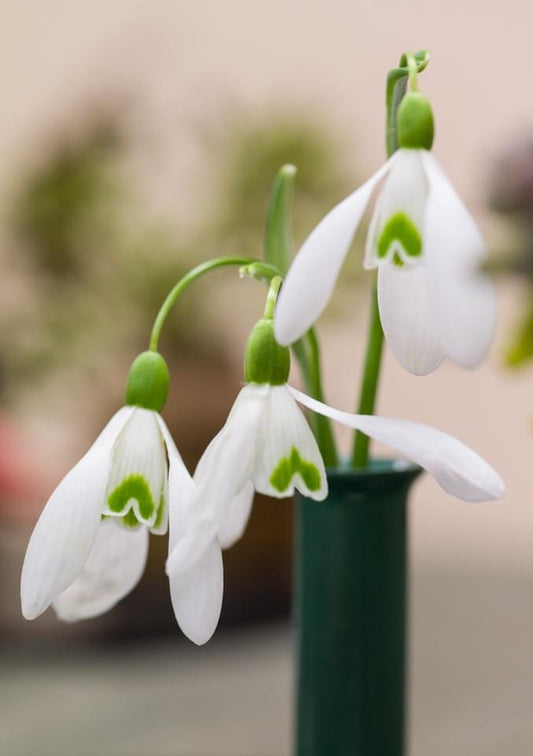 Snowdrops - are the early or are they late?