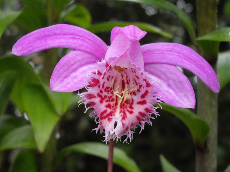 Pleione Orchids - making the most of these jewels