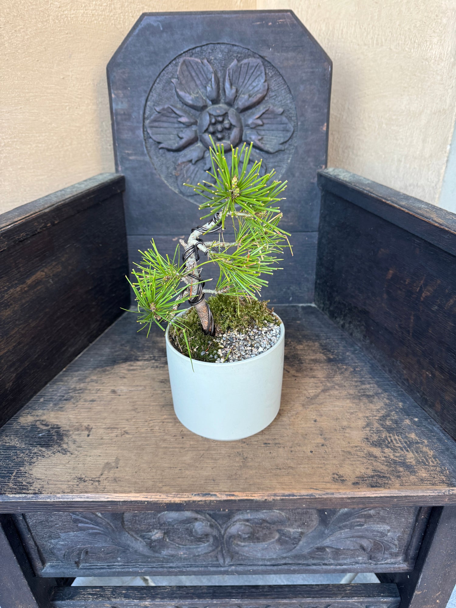 Kusa Bonsai - Gifts, small thrills