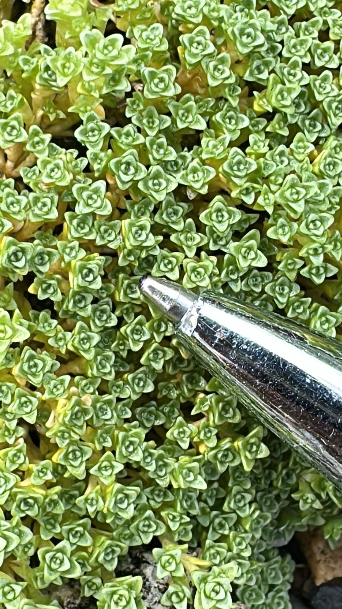 Arenaria tetraquetra