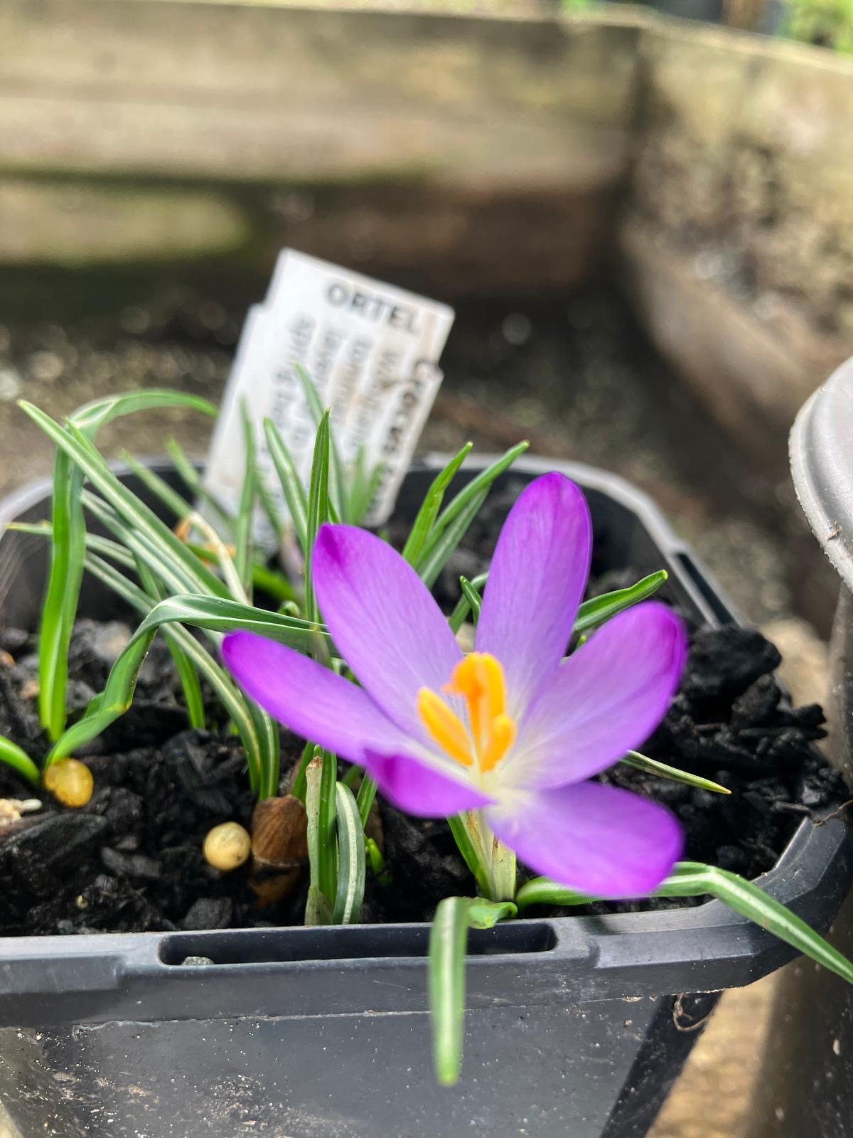 Crocus tommasinianus