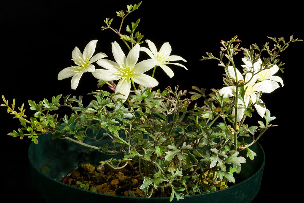 Clematis petriei