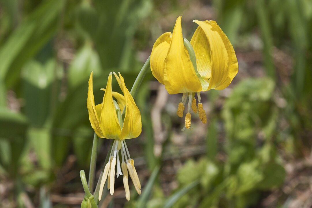 Erythronium grandiflorum
