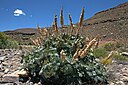 Melianthus major