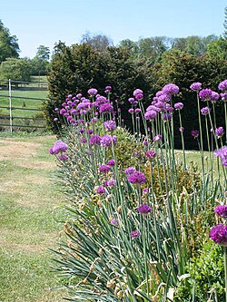 Allium giganteum