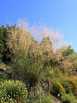 Stipa gigantea syn. Celtica gigantea