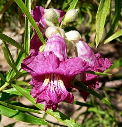Chilopsis linearis