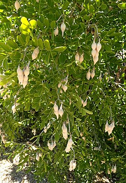 Sophora secundiflora syn. Dermatophyllum secundiflorum