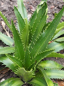 Eryngium agavifolium