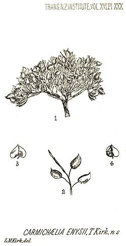 Carmichaelia enysii syn C. nana