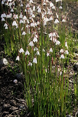 Leucojum autumnalis