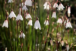 Acis syn. Leucojum autumnale