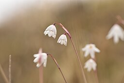 Acis syn. Leucojum autumnale