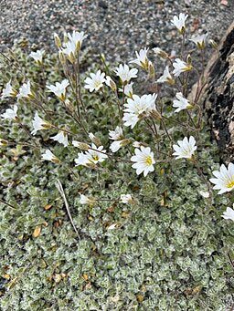 Cerastium alpinum var lanatum 