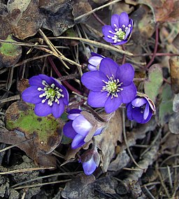Hepatica nobilis