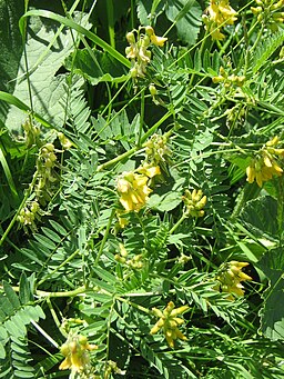 Astragalus penduliflorus