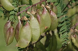Astragalus penduliflorus