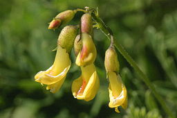 Astragalus penduliflorus