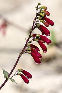 Penstemon cardinalis regalis