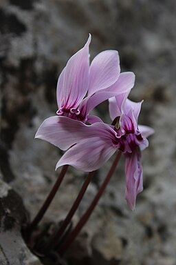 Cyclamen graecum